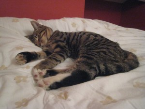 Tiger/Tinkerbell asleep on my bed