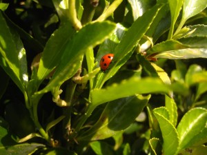 lady bug